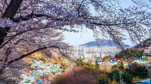 Cherry blossoms in canal against sky