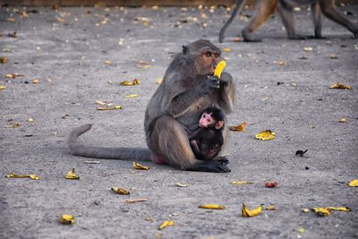 Macaque long tailed monkey, close-up phuket along river genus macaca cercopithecinae thailand asia