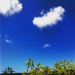 Low angle view of trees against blue sky