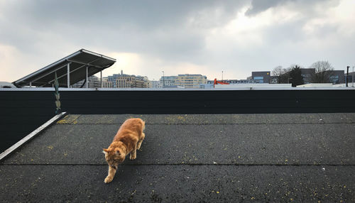 Dog standing in city against sky