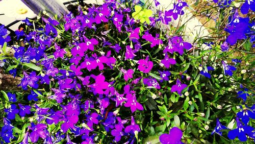 Close-up of purple flowers blooming outdoors