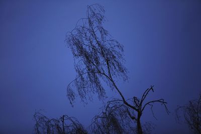 Low angle view of tree against blue sky