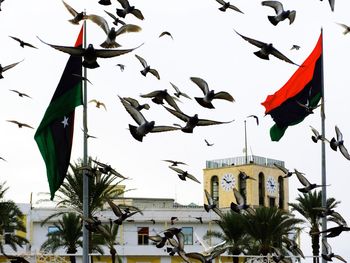 Low angle view of kites flying in sky