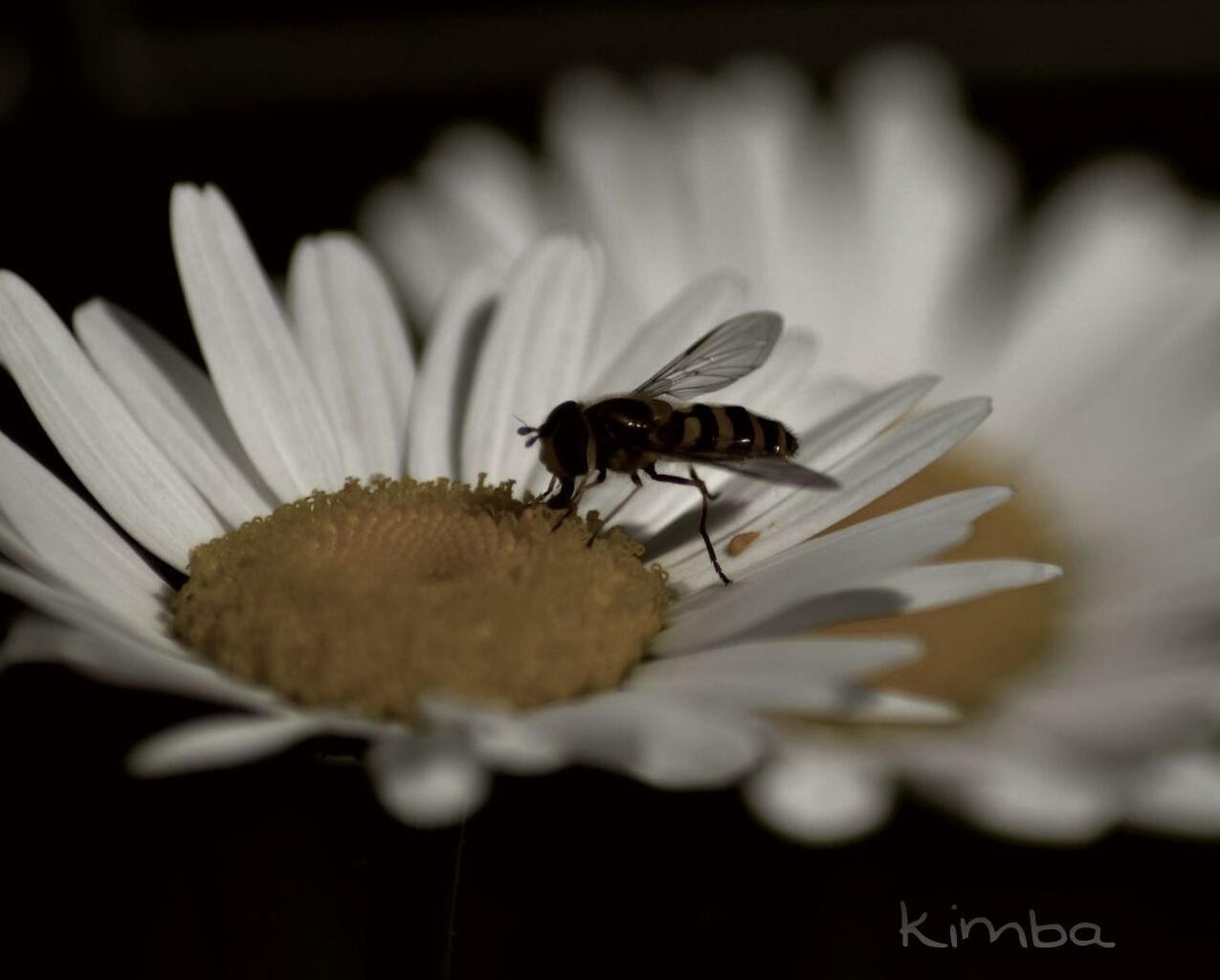 CLOSE-UP OF HONEY BEE POLLINATING ON WHITE FLOWER