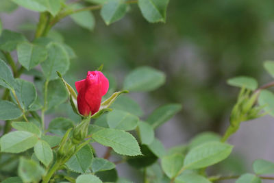 Close-up of red rose on leaves