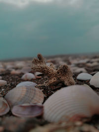 Close-up of shells on beach