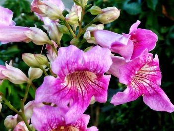 Close-up of pink day lily blooming outdoors