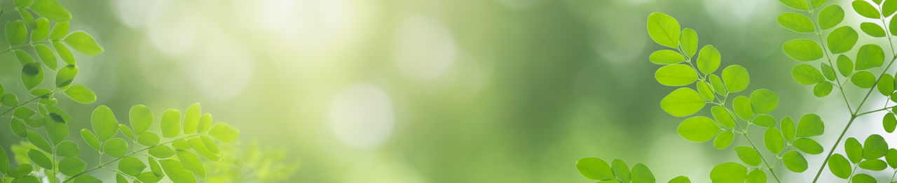 Close-up of bamboo plant on field