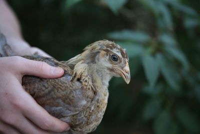 Close-up of hand holding bird