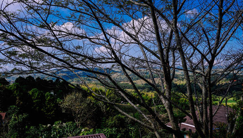 Low angle view of bare trees against sky