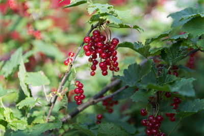 Close-up of red berries growing on tree