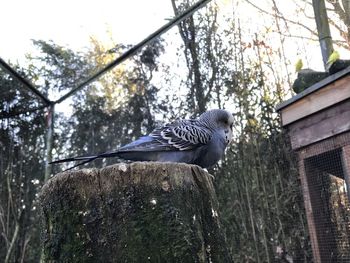 Low angle view of bird perching on tree