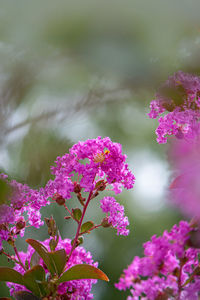 Close-up of pink flowering plant