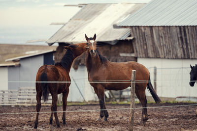 Dirty horses in a muddy riding arena with electric fence in countryside horse riding ranch