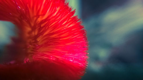 Macro shot of water drops on white flower