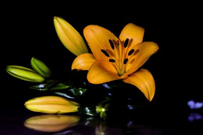 Close-up of flower over black background