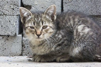 Portrait of tabby cat against wall