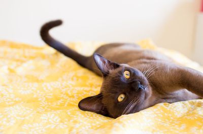 Cat lying on yellow bed at home