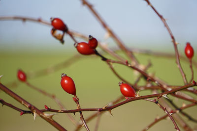 Close-up of berries on branch