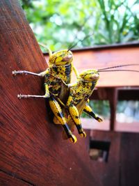 Close-up of insect on wood