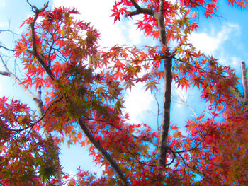 Low angle view of autumnal tree against sky