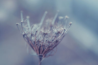 Close-up of dried plant