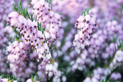 Close-up of pink flowers on branch