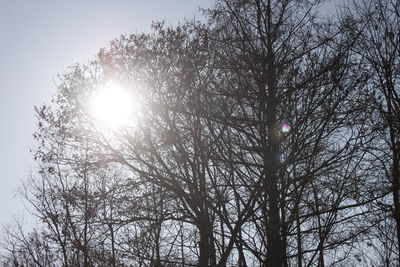 Low angle view of bare trees against sky