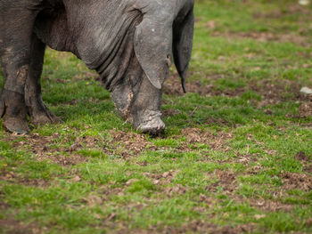 Elephant grazing in a field