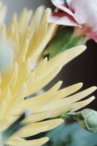 Close-up of white flower