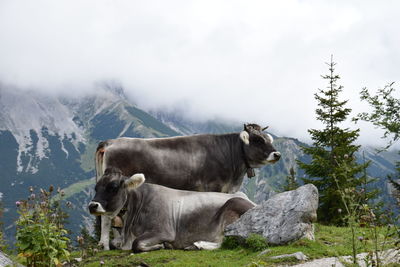 Cows on mountain against sky