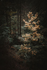 View of trees in forest