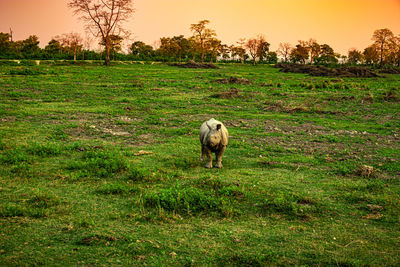 View of a dog on field