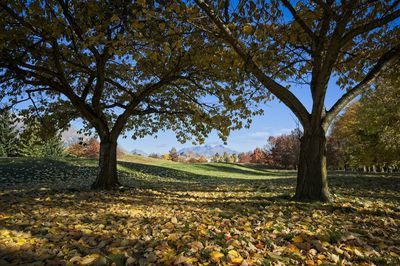 Trees on field against sky during autumn