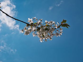 Flowers in front of the sky