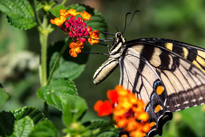 Close-up of butterfly on flower