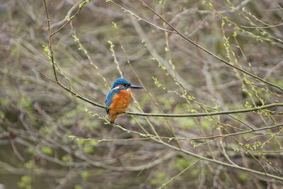 Low angle view of bird perching on branch