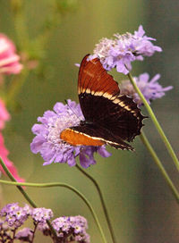 Close-up of butterfly on purple flower