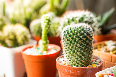 Close-up of succulent plant in pot