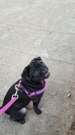 High angle view of dog