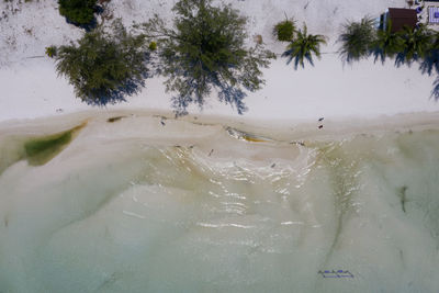 High angle view of trees on beach