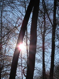 Low angle view of silhouette trees against sky during sunset