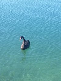 Animal swimming in lake