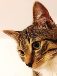 Close-up portrait of cat against white background
