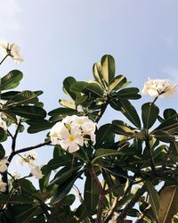 Low angle view of flowers blooming on tree against sky