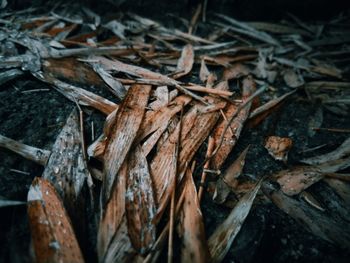 Close-up of dried leaves on wood