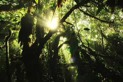 Sun shining through trees