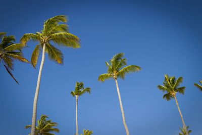 Palms in the sky carribean