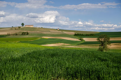 Scenic view of agricultural field against sky
