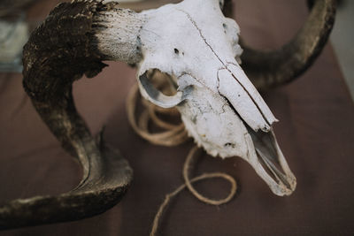 Close-up of animal skull